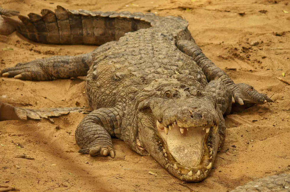 Photo for representation. This is not the alligator discussed in the article. / Photo by Ankur Dutta on Unsplash
