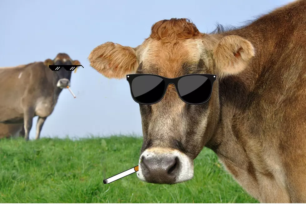 Two Weeks In A Row Goodhue County Has Escaping Cows